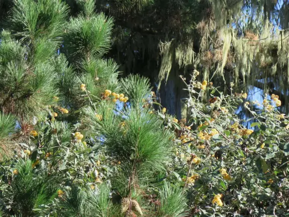 Monarch butterfly grove that is magical all year, but especially when butterflies are flittering about Nov-Feb.