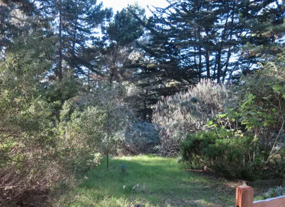 Monarch butterfly grove that is magical all year, but especially when butterflies are flittering about Nov-Feb.