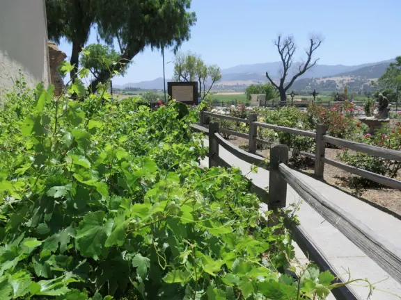 Criolla grape vines that are descendants of the first vinifera grapes planted by Franciscan friars in 1769. 