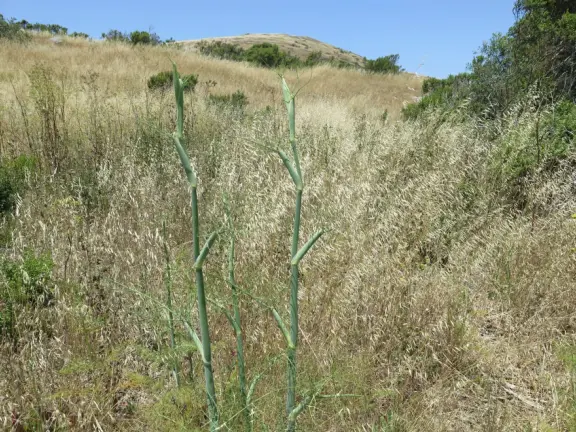 Two mile trail that starts inland, leads over a hill, and ends at a rocky shoreline. High winds funnel into this area.