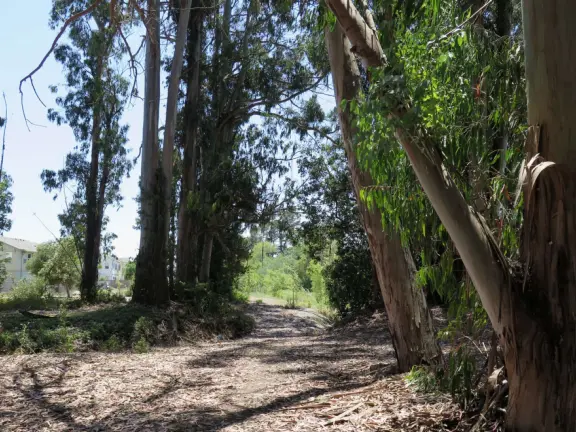 Lovely path beside a eucalyptus forest, on both sides of the creek, with workout stations, in a residential neighborhood. You can walk two miles total. Also called San Luis Ranch.