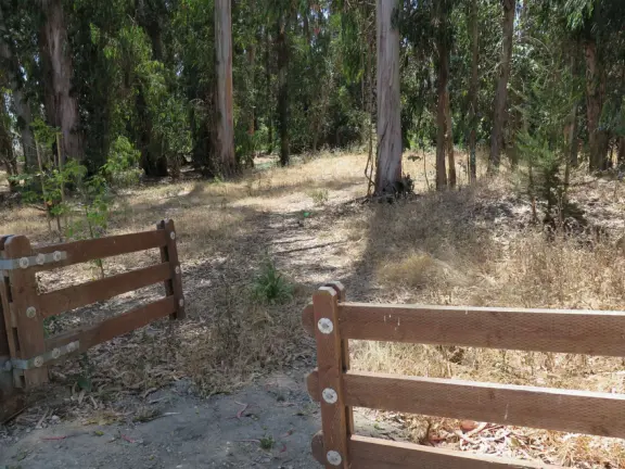 Lovely path beside a eucalyptus forest, on both sides of the creek, with workout stations, in a residential neighborhood. You can walk two miles total. Also called San Luis Ranch.