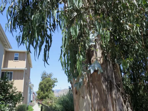 Eucalyptus tree, path, and houses. 