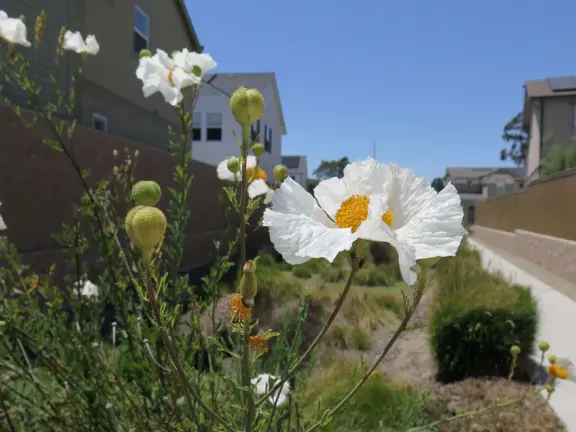 Lovely path beside a eucalyptus forest, on both sides of the creek, with workout stations, in a residential neighborhood. You can walk two miles total. Also called San Luis Ranch.