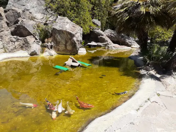 Hilly streets with 1940s houses, views of mountain peaks, canary palms along California Blvd, and O'Neill Green with its koi pond, amazing trees, greenest grass, and cactus garden.