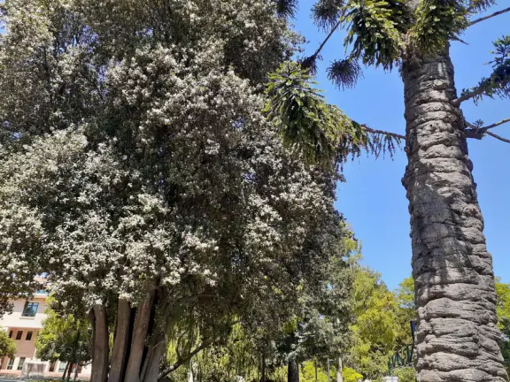 Hilly streets with 1940s houses, views of mountain peaks, canary palms along California Blvd, and O'Neill Green with its koi pond, amazing trees, greenest grass, and cactus garden.