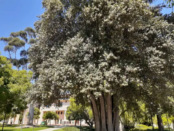Hilly streets with 1940s houses, views of mountain peaks, canary palms along California Blvd, and O'Neill Green with its koi pond, amazing trees, greenest grass, and cactus garden.