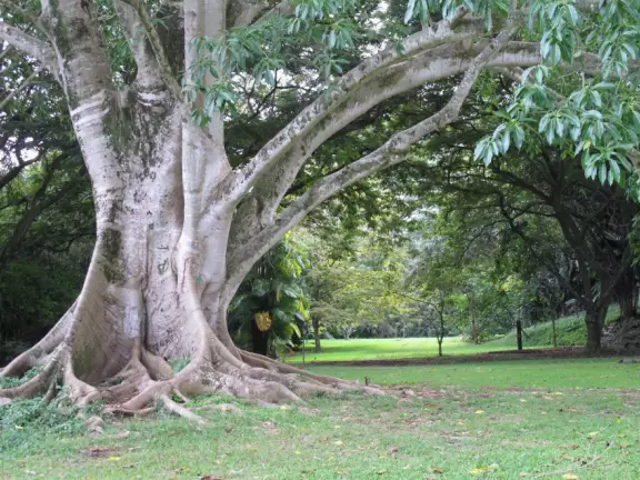 Ho'omaluhia Botanical Garden, Kaneohe