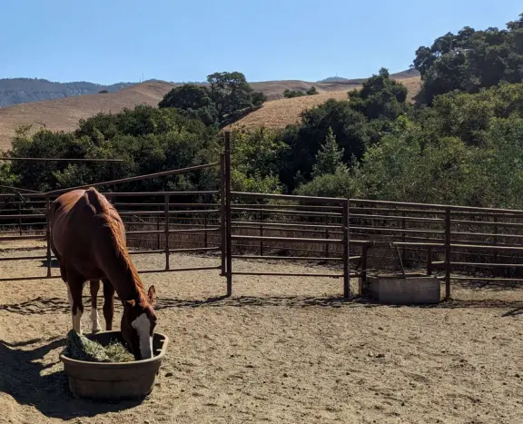 Wonderful wide open spaces with mountains of all shapes and sizes! First mile is shady. Four mile out and back, or five mile lollipop loop hike. Optional detours: architecture creations, or mountaintop swing.