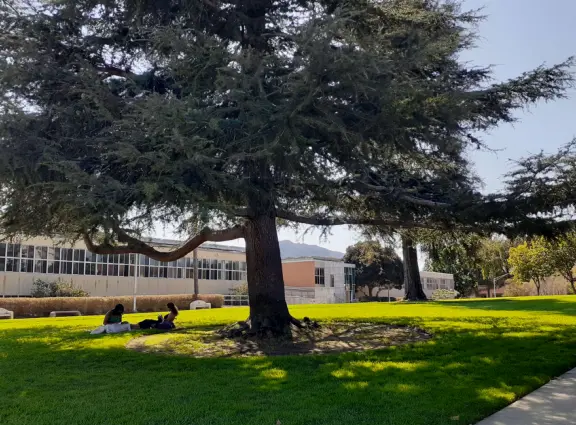 Sitting under a tree at Dexter Lawn on a September day. 