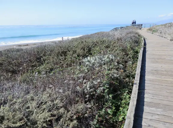 Rugged, windswept beach with large driftwood, kelp balls, and 1.5km wooden boardwalk.