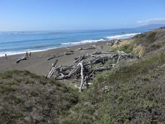 Rugged, windswept beach with large driftwood, kelp balls, and 1.5km wooden boardwalk.