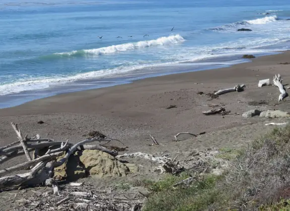 Rugged, windswept beach with large driftwood, kelp balls, and 1.5km wooden boardwalk.