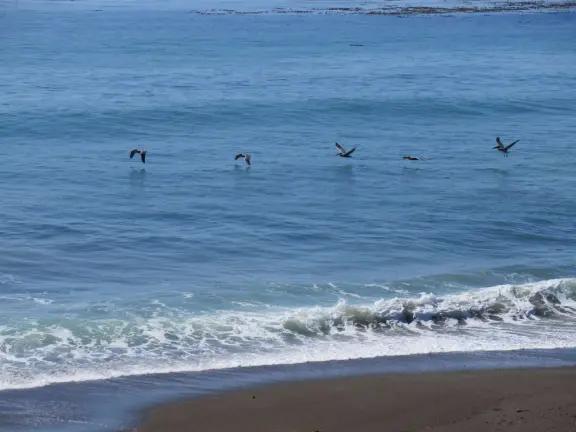 Rugged, windswept beach with large driftwood, kelp balls, and 1.5km wooden boardwalk.