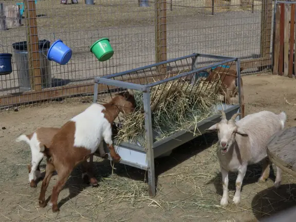 Coffee shop, food court, ice cream and pastry shops, brewery, gift shop and market, outdoor public spaces with fire pit and tables and selfie spots galore, farm with donkeys, goats, and alpaca! Also called San Luis Ranch.