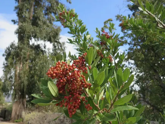 Berries and eucalyptus. 