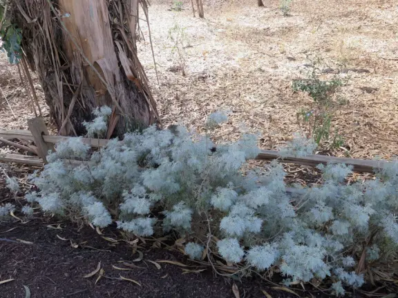 Fluffy silver plants along a fence by the forest!