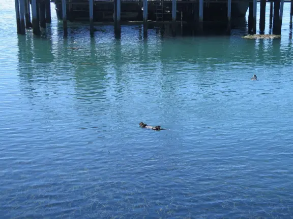 Mother and baby sea otters in a sheltered area near a T-shaped pier. So sweet!