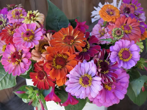 Flowers at Secret Garden.