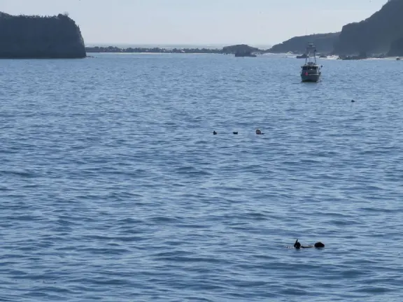 Harbor beach with hundreds of pelicans and sailboats bobbing in the water. Stunning views, seals barking on a floating dock, and outdoor cafe on Harford pier.