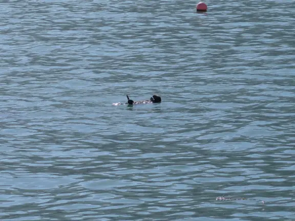 Harbor beach with hundreds of pelicans and sailboats bobbing in the water. Stunning views, seals barking on a floating dock, and outdoor cafe on Harford pier.