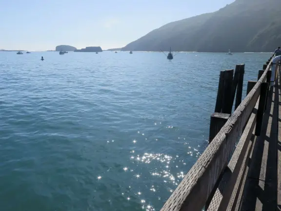 Harbor beach with hundreds of pelicans and sailboats bobbing in the water. Stunning views, seals barking on a floating dock, and outdoor cafe on Harford pier.