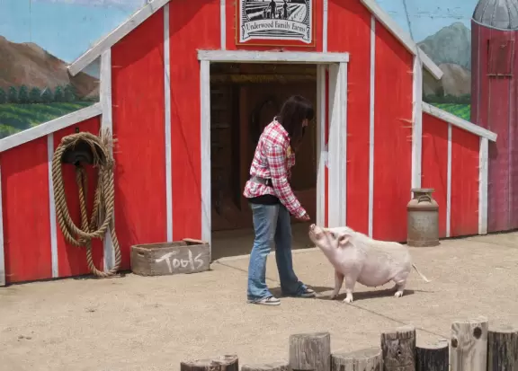Animal show featuring pigs, cows, and chickens.