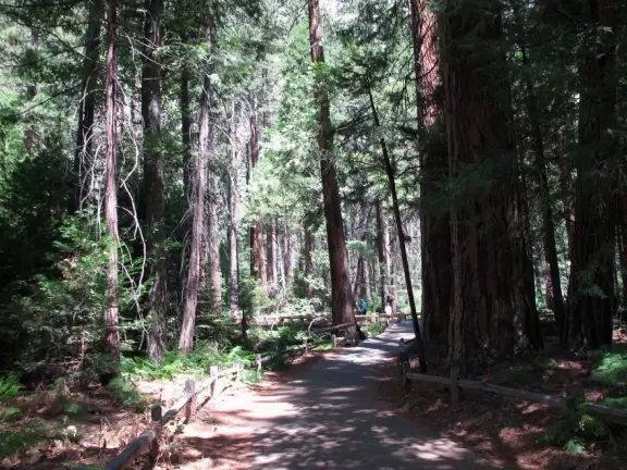 Dry, dusty trail (in summer) with incredibly tall Sequoia trees.