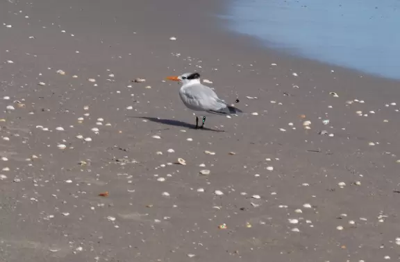 Nice beach for kids, with clear water, snorkeling, shells, and a playground.