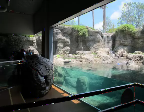 Otters play in this lovely enclosure that is outdoors but seen from inside.