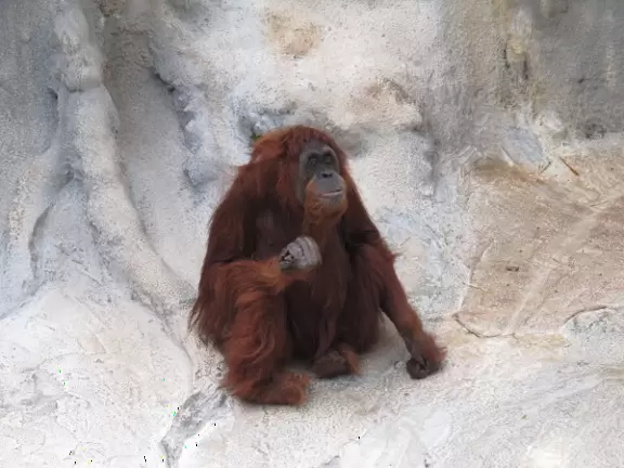 Zoo with mostly monkeys, where you walk in a cage to feed the monkeys that roam free, and you can see four short animal shows amongst gorgeous vegetation.