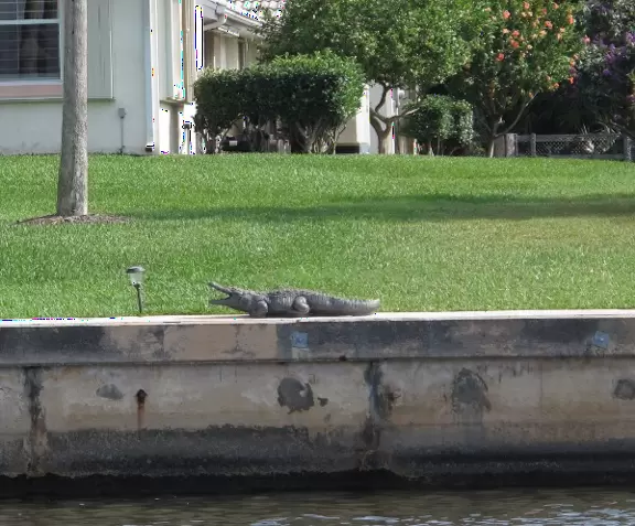 A waterfront house has a fake alligator in their yard!