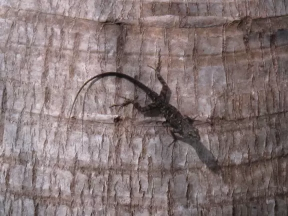 A tropical wonderland of palms, ferns, bromeliads, fountains, sculptures, rocks, ironwork gates, and pergolas, with the delightful scent of flowers filling the air.