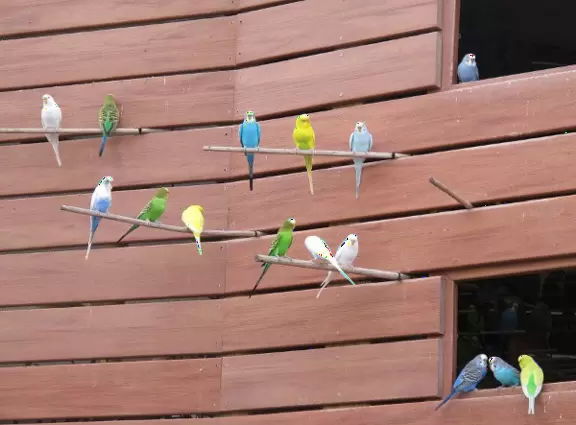 Claustrophobic aquarium with great outdoor exhibit where you can feed parakeets.