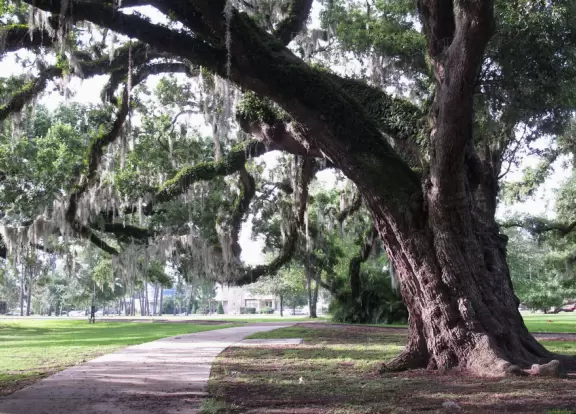 Beautiful park with stone bridges over a bayou and gigantic moss-draped oaks.