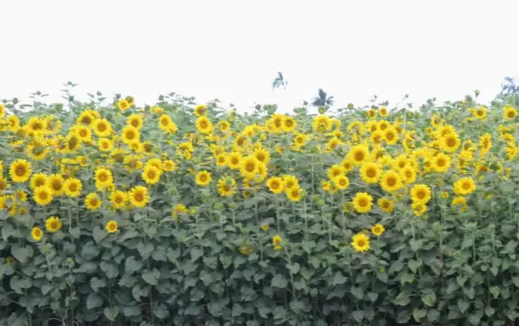 Sunflowers growing along the road.
